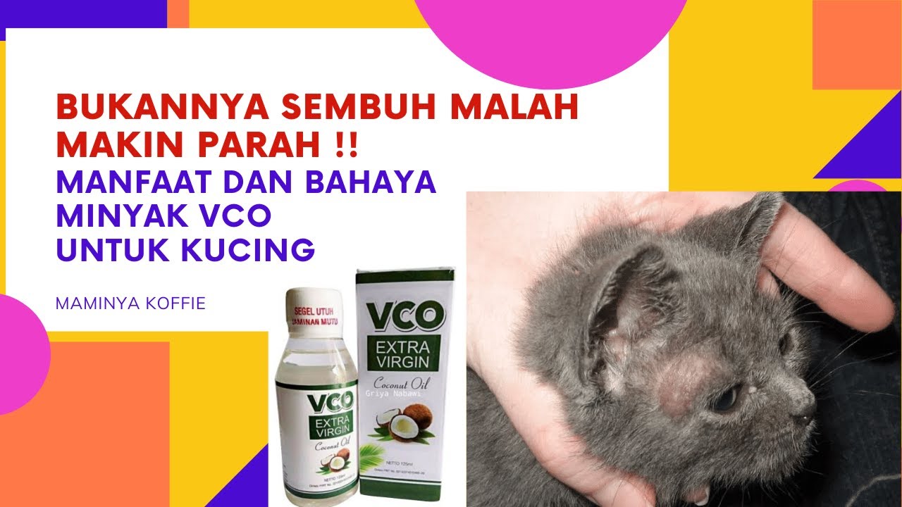Pake Minyak Vco Jamurnya Malah Makin Parah Review Minyak Vco Untuk Kucing  Pake Minyak Vco Jamurnya Malah Makin Parah Review Minyak Vco Untuk Kucing