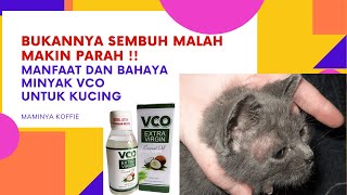 PAKE MINYAK VCO JAMURNYA MALAH MAKIN PARAH!! | REVIEW MINYAK VCO UNTUK KUCING