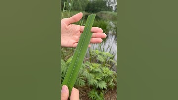 Make easy PLANT ROCKET😎🚀#outdoors #camping #narcissus #lifehacks #ideas #fun #hobby