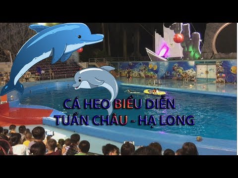 Video Cá heo biểu diễn ở Đảo Tuần Châu - Hạ Long cực đáng yêu - youtube
