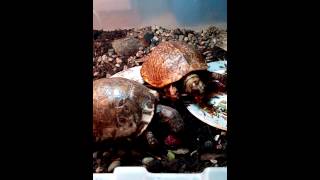 Turtles eating raspberries
