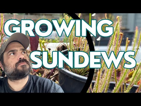 Growing Sundews: An Easy Guide to Growing Easy To Care For Plants!