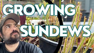 Growing Sundews: An Easy Guide to Growing Easy To Care For Plants!