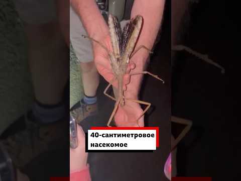 В Австралии обнаружен новый вид палочника длиной 40 см и весом 44 грамма