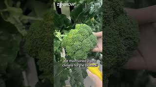 This is How We Grow Broccoli in Hydroponic Towers | ZipGrow
