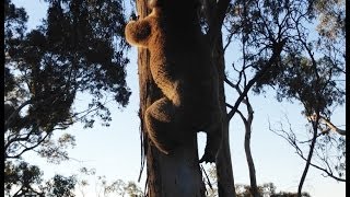Koala Gets Knocked Back