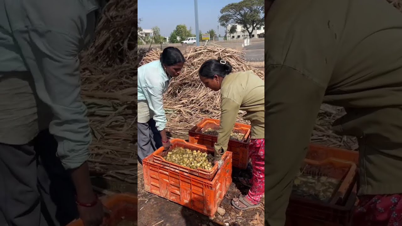 Sugarcane Seeds Farming | Sugarcane Nursery | रोपवाटिका