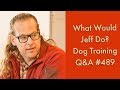 Kennel Training Dogs | Bonker Dog Training | What Would Jeff Do? Dog Training Q & A #489 Kennel Training Dogs | Bonker Dog Training | What Would Jeff Do? Dog Training Q & A #489