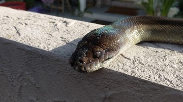 Apodora papuana (Papuan/Irian Python) Basking