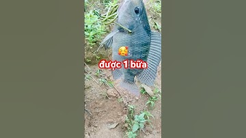 @carophivietnam ✅ Nhà gần hồ cần gì kiếm thức ăn xuống là có Cá Rô Phi được 1 bữa nhá! #carophi