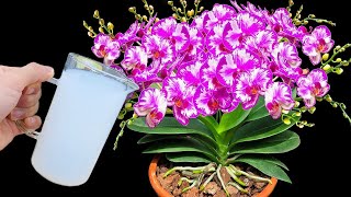 Only pour once! Orchids immediately bloom all year round in this easy way
