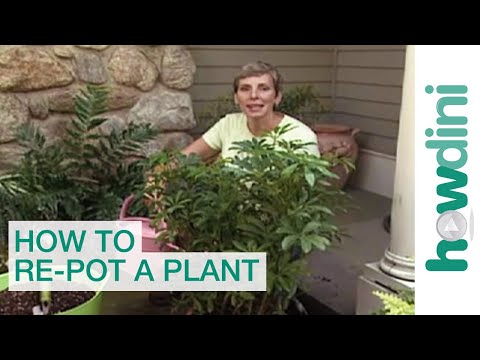 How to re-pot a plant - Tips for repotting plants