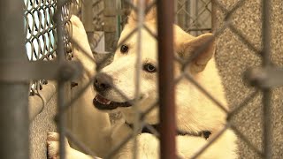 Sonoma County Animal Services asking for public's help with shelter overflowing