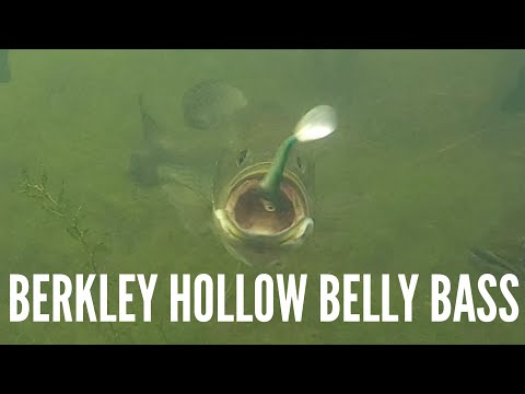 Berkley Hollow Belly