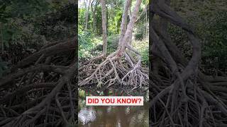 Mangrove Facts #shorts #mangrove #environment
