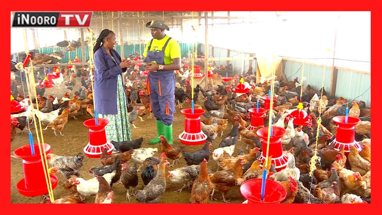 Ũrĩithia wa ngũkũ mũgũnda-inĩ wa Jolly Farm, Kajiado; #MũgamboWaMũrĩmi PART 3
