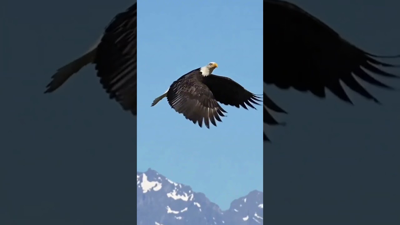 The greatness of eagles when hunting eagles 