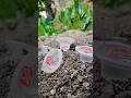 Survival Skills: SMART ideas and Useful in forest#survival #useful #ideas #smart#shorts#camping