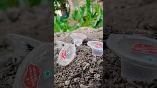 Survival Skills: SMART ideas and Useful in forest#survival #useful #ideas #smart#shorts#camping