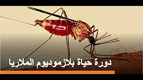 شرح دورة حياة بلازموديوم الملاريا بطريقة سهلة مدمج داخل الفيديو فيديو 3d للتوضيح احياء 3ث 2021 شرح دورة حياة بلازموديوم الملاريا بطريقة سهلة مدمج داخل الفيديو فيديو 3d للتوضيح احياء 3ث 2021