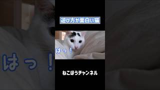 遊び方がちょっと変な猫w #shorts
