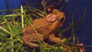 My New Cane Toad Bufo Marinus As Of 2008