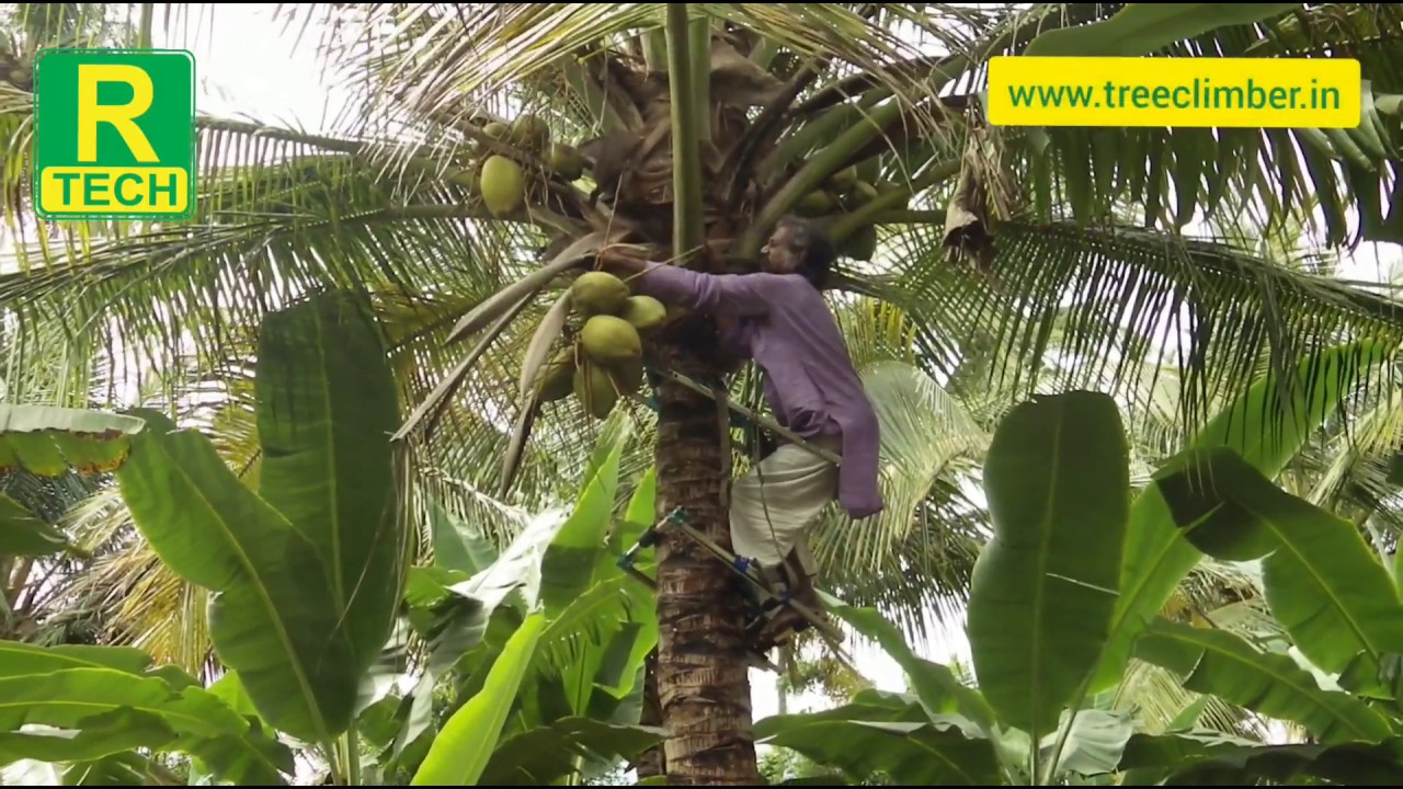 Advance Coconut Tree Climber 