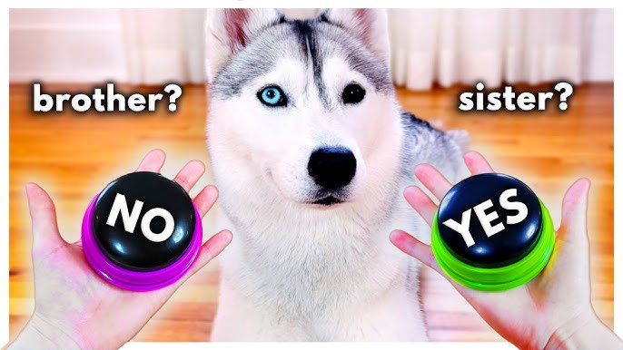 Yes Button and No Button with Sound - Answer Buzzers Set of 2 - Yes No  Button - Talking Buttons - Dog Buttons for Communication - Sound Button -  Dog Talking But…