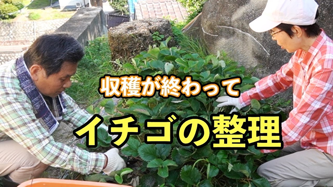 イチゴのランナーを整理 家庭菜園で何気ない日々の作業 ７月 Youtube