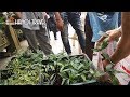 Chen nhau trả giá mua Rau Sắng Chùa Hương đặc sản núi rừng #hnp