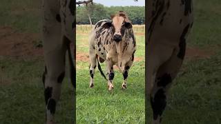 PREÇO DO BOI GORDO #BOI #PREÇODOBOI #GADO #FAZENDA #BOI