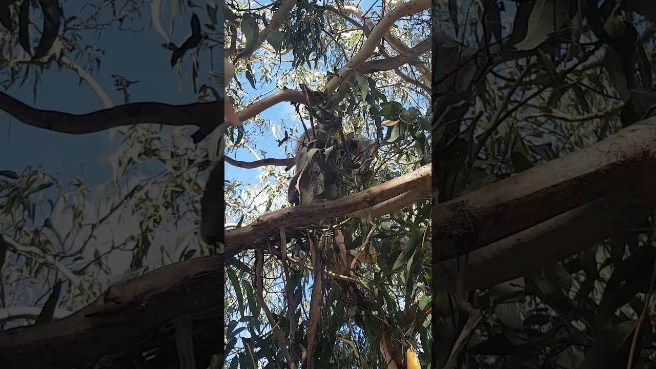 Koala climb the tree