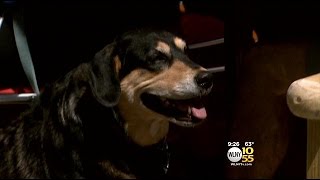 Proposed Legislation Would Help Make Restaurants More Dog Friendly