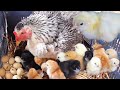 MURGI Hen Harvesting Eggs to Chicks | Roosters And Hens Breeding | Small Birds Born | Fish Cutting