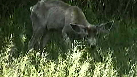 Introduction:  Shedding Light on Chronic Wasting Disease