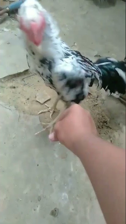 ayam Bangkok blorok madu