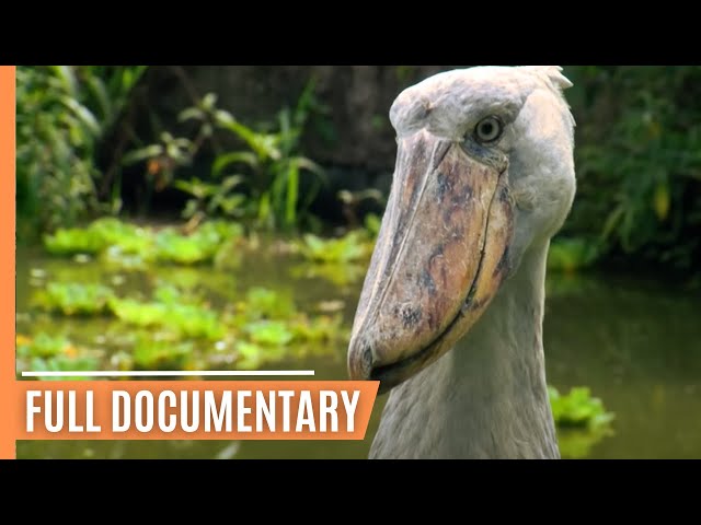 The world's weirdest creatures