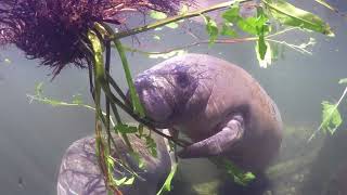 The problem of trash in the environment for manatees