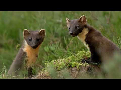 Это еще тот зверек-интересные факты о куницах!