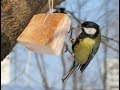 Чем подкармливать птиц зимой