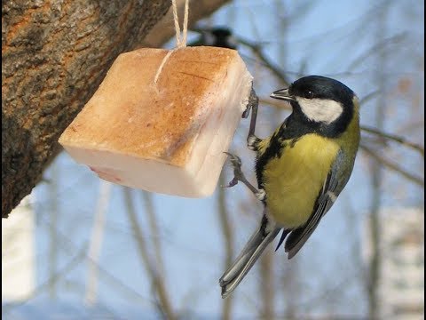 Чем подкармливать птиц зимой