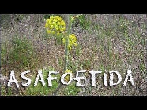 Video: Kam paredzēts asafoetida?