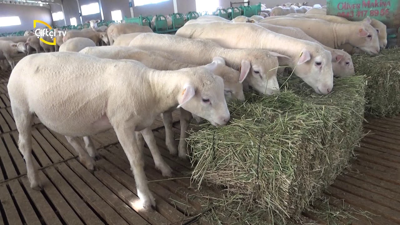 ÇİFTÇİ TV'YE VERDİĞİMİZ KAPALI SİSTEM KOYUNCULUK RÖPORTAJI