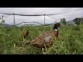 Ringneck Pheasant Farm Update!!! (Plus New Rooster!)