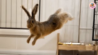 The Rescued Hare Who Can’t Stop Doing Funny Jumps — Rufus’s Heartwarming Story