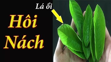 Lấy 1 nắm lá ổi rồi làm theo cách này, Hôi Nách nặng đến mấy cũng phải hết vĩnh viễn