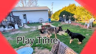 Puppy Ruger And Max Play by RugerCaynine 67 views 8 days ago 3 minutes, 2 seconds