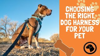 Choosing The Right Dog Harness For Your Pet | DOG PRODUCTS 🐶 #BrooklynsCorner