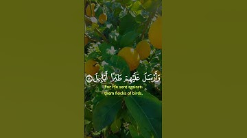 سورة الفيل بصوت جميل #اكسبلور #القران #لايك #subscribers القرآن الكريم