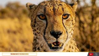 The African Savanna Where Survival Meets Beauty, How Nature Maintains Balance in the African Savanna